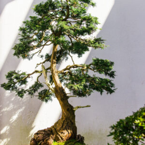 Lee más sobre el artículo Toki Bonsai: Pasión y Profesionalismo en el Cuidado de Bonsáis