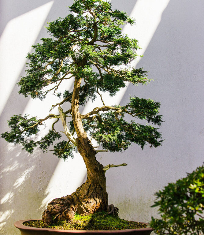Toki Bonsai: Pasión y Profesionalismo en el Cuidado de Bonsáis