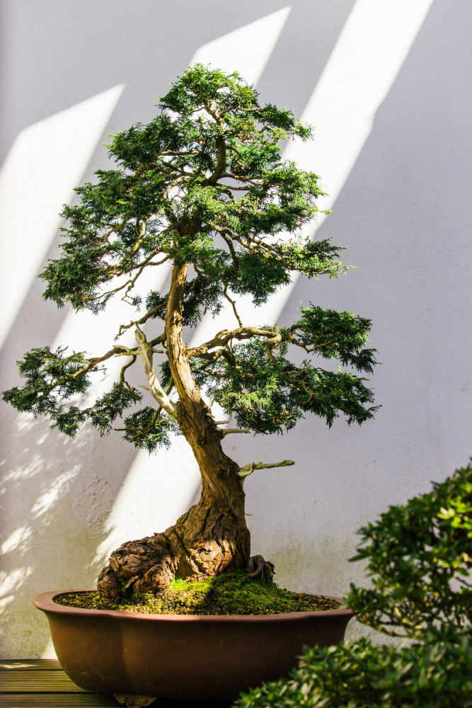 Bonsai reflejado por luz